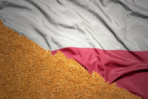 Polska przedstawiła dane dotyczące żniw i cen zbóż na forum UE. A co z zakazem importu zboża z Ukrainy?
