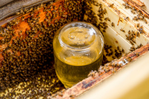 Okiem ekspertów: Na co zwrócić uwagę przy zimowym karmieniu pszczół?