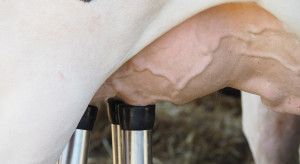 Jest kryzys na rynku mleka czy go nie ma? O opłacalność zapytaliśmy samych producentów