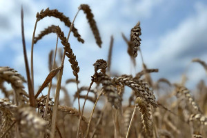 Najwyżej plonujące odmiany pszenicy ozimej. PDO 2023