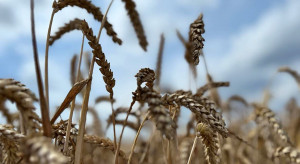 Najwyżej plonujące odmiany pszenicy ozimej. PDO 2023