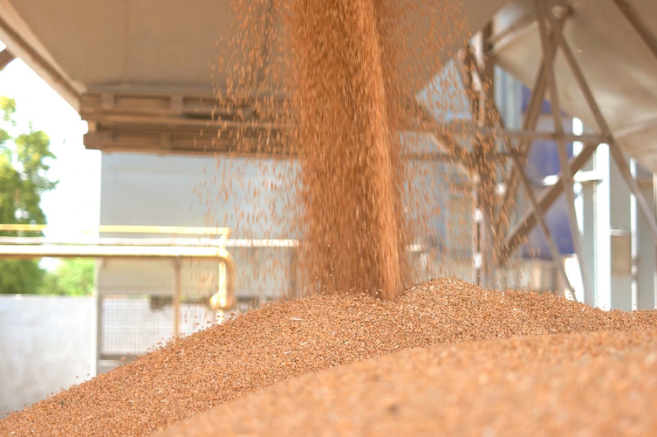 USDA:  według wrześniowej prognozy światowa produkcja pszenicy w sezonie 2023/2024 ma spaść do 787,3 mln ton; Fot. Shuttestock