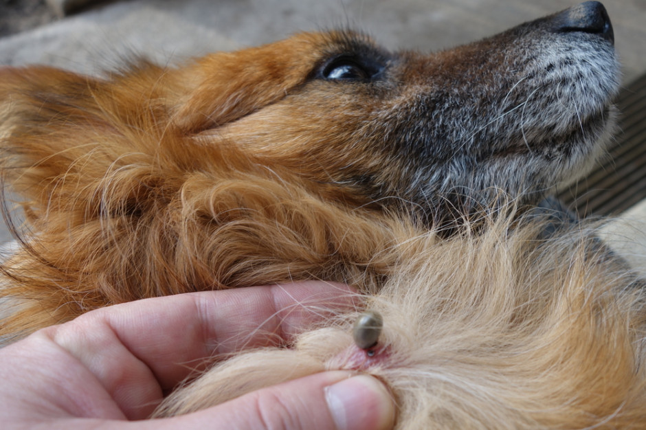 wektorem pasożytniczego pierwotniaka są kleszcze, zwłaszcza brązowy kleszcz psi nazywany także kleszczem kenelowym, fot. Shutterstock