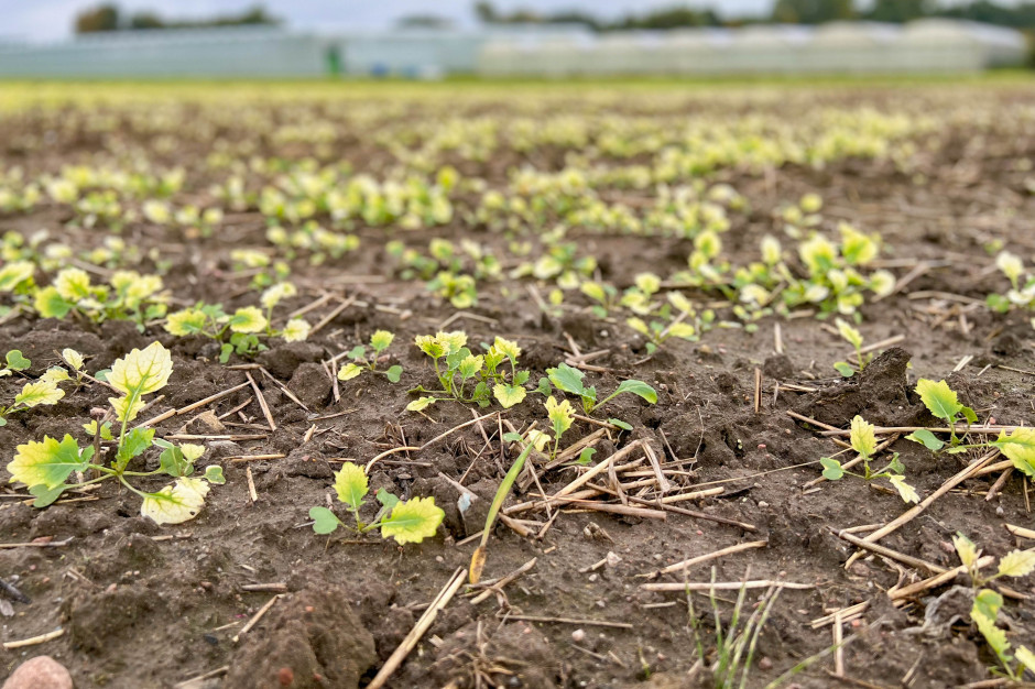 itotoksyczne działanie środka chemicznego zawsze oznacza stres dla roślin, fot. farmer.pl