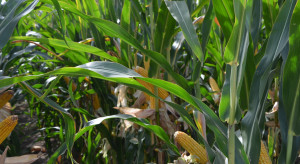 Rolnicy będą musieli zakupić kukurydzę kiszonkową. Ogólny areał uprawy jest rekordowy