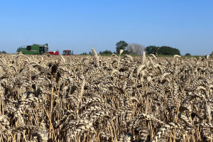 LOZ 2023: 39 odmian pszenicy ozimej polecanych przez COBORU