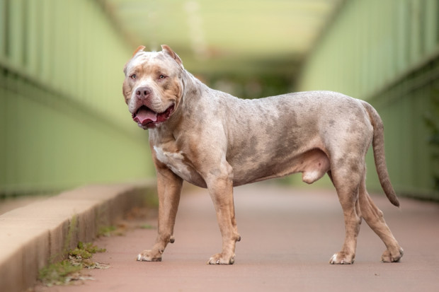 Zakaz posiadania psów American XL Bully w Wielkiej Brytanii. Taką petycję złożyła szefowa MSW