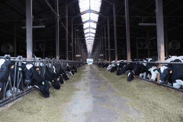 Jak hodowcy radzą sobie z kryzysem na rynku mleka? Sposoby na cięcie kosztów
