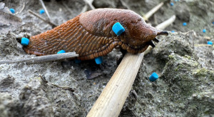 Slugs appeared after rainfall. How to combat them? Slugs appeared after rainfall. How to combat them?