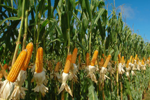 Cena kukurydzy mokrej we wrześniu jest bardzo niska. Produkcja poniżej kosztów produkcji