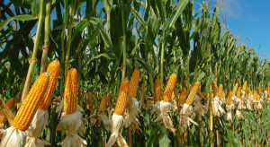 Cena kukurydzy mokrej we wrześniu jest bardzo niska. Produkcja poniżej kosztów produkcji