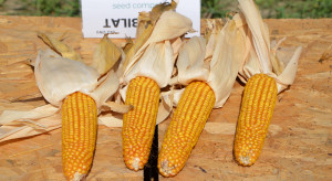 Nasiona kukurydzy będą na podobnym poziomie cenowym, jak w tym roku