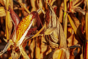 Cena mokrej kukurydzy może spaść. W skupach tona poniżej nawet 400 zł