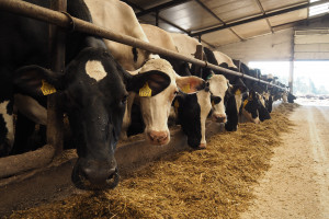 Pogłowie bydła w Polsce spada w niemal wszystkich grupach
