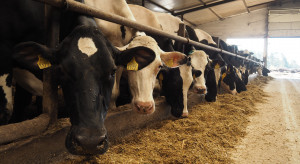 Pogłowie bydła w Polsce spada w niemal wszystkich grupach