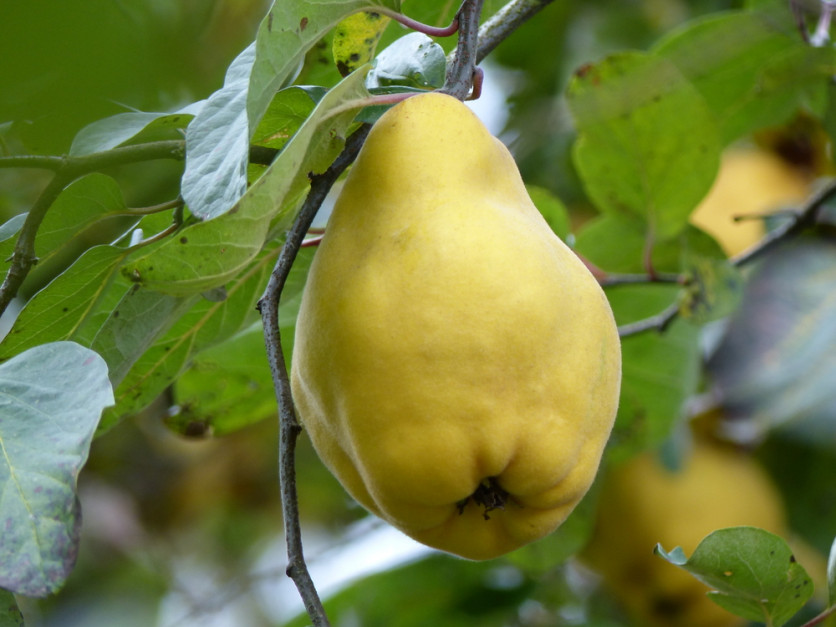 Owoce pigwy są większe i gruszkowate (fot. Shutterstock)