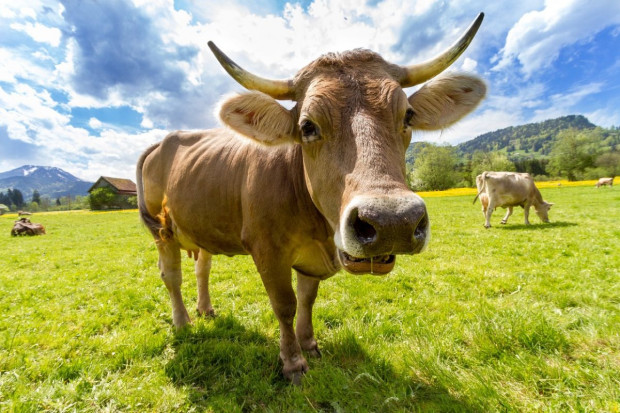Szwajcaria: Napój kawowy ratuje opłacalność hodowli krów