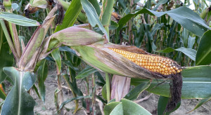 Izba Zbożowo-Paszowa: Lokalnie rozpoczęły się zbiory wczesnych odmian kukurydzy