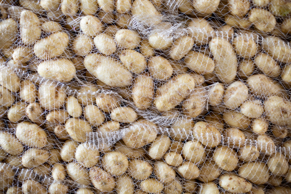 Eksport ziemniaków z Ukrainy bije rekordy, fot. Shutterstock