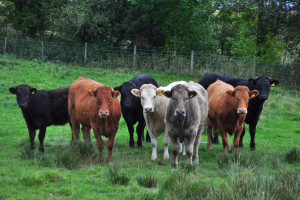 Hodowcy bydła apelują do KE. Chodzi o zmiany przepisów dobrostanowych