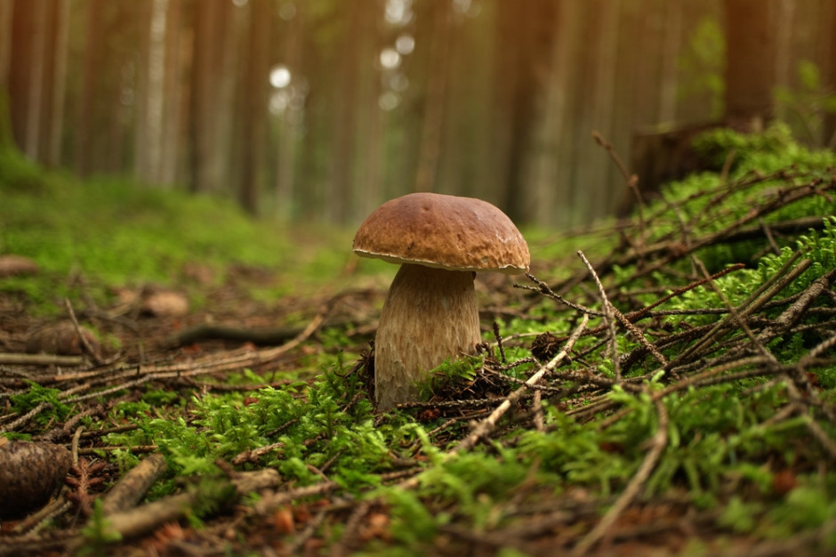 Grzybiarze czekają na jesienny szczyt sezonu w Polsce. | fot. Shutterstock
