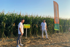 Jak wesprzeć rozwój kukurydzy w technologii bezorkowej i nie tylko?