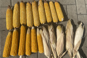 Kiedy zbierać kukurydzę ziarnową?