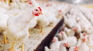 GIW is intensifying inspections of imported poultry meat, and 19 batches of feed have been withdrawn