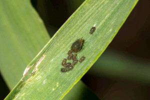Zobacz, które szkodniki przenoszą wirusy porażające uprawy zbóż