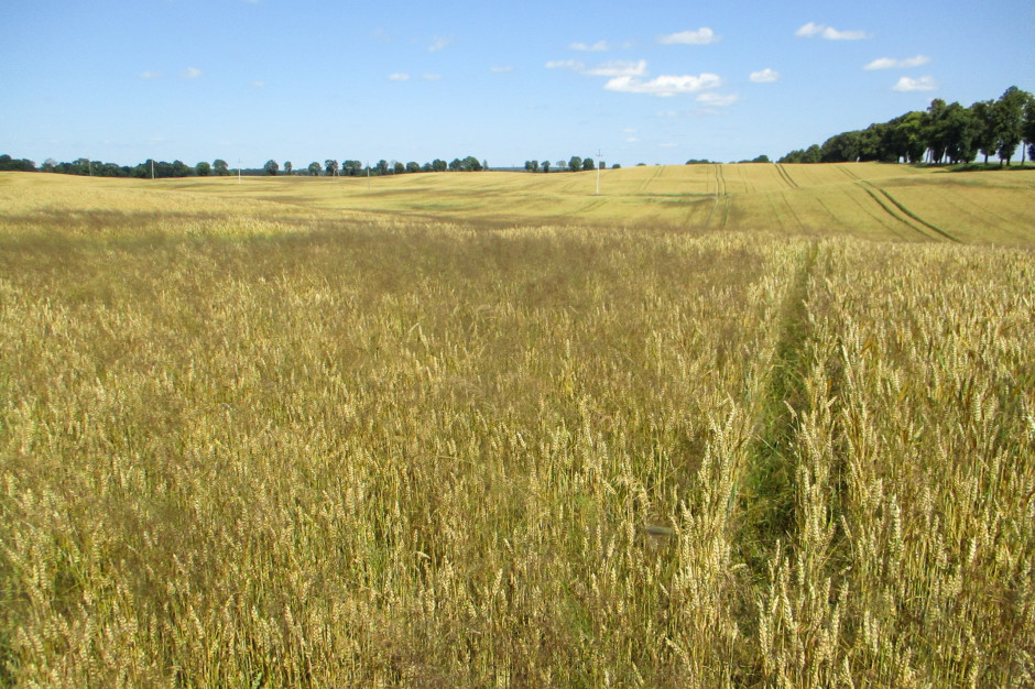 Odporna Miot a Zbo owa Odporna Miot a Zbo owa