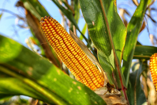 KGS skupi w tym roku dwa razy więcej kukurydzy z rynku, niż dotychczas