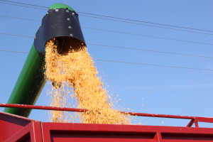 Sprzedać kukurydzę na mokro, czy dosuszać? Co się bardziej opłaca w tym roku?