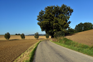 Rolnikom przeszkadzają nasadzenia drzew w pasach drogowych. I co teraz?