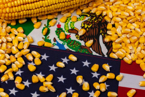 Meksyk chce wprowadzić embargo na kukurydzę GMO ze Stanów Zjednoczonych
