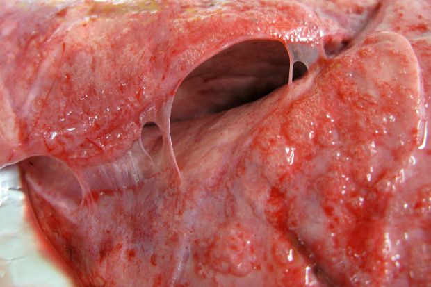 Monitoring chorób układu oddechowego świń z wykorzystaniem badania poubojowego