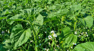 Mulching catch crops.  Can these be combined?