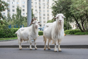 Katowice pilotażowo skorzystają z pomocy owiec przy utrzymaniu zieleni