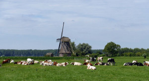 Țările de Jos: producătorii de furaje cer compensații pentru populația redusă de animale de fermă