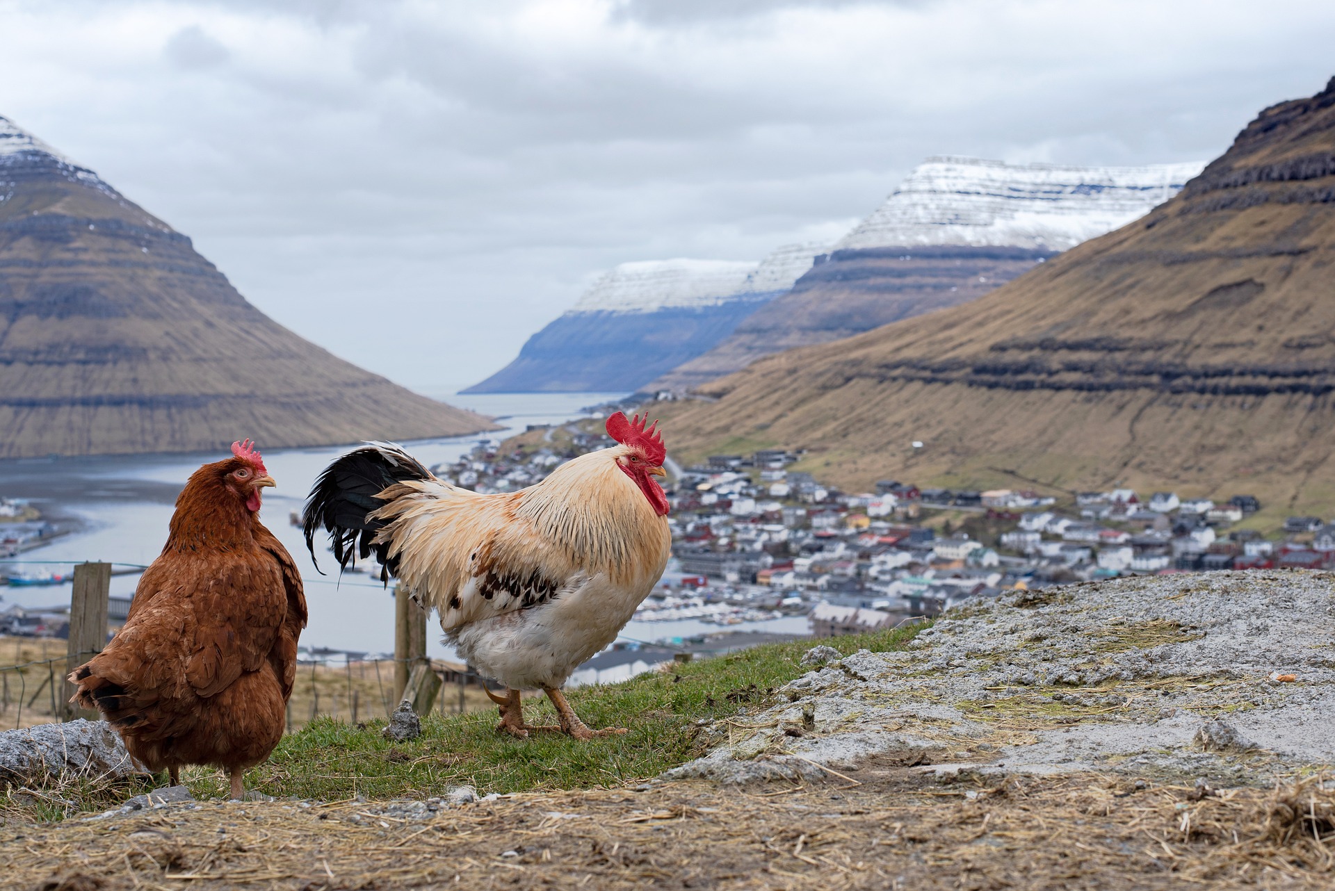Fjærkre på Færøyene, Foto: Eszter Miller / Pixabay