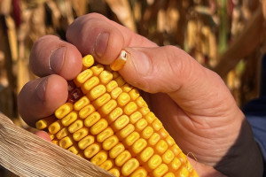 Kukurydza na paryskiej giełdzie najdroższa od początku stycznia