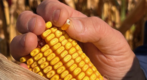 PLN 204 million in corn subsidies on agricultural accounts