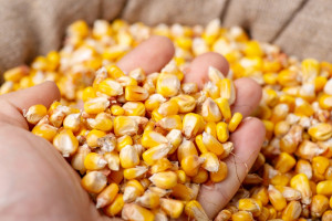 IGC: prognoza globalnej produkcji zbóż w sezonie 2023/2024 obniżona przez kukurydzę