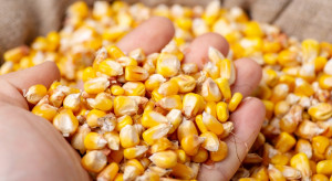 IGC: 2023/2024 global grain production forecast lowered by corn