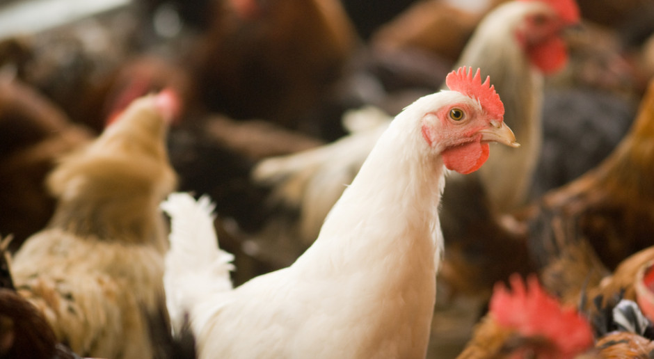 Drůbežářský průmysl bije na poplach kvůli rostoucímu problému s dovozem drůbežího masa a vajec z Ukrajiny.