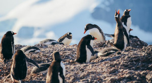 First cases of avian influenza in the Antarctic region