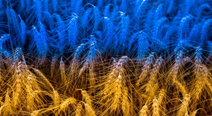 Despite the war, Ukraine exports huge amounts