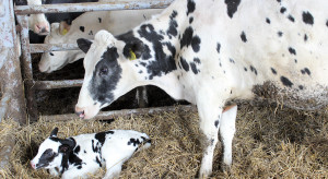 Nutritional transformation: from calf to cow