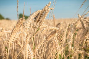 Kazachstan dziesięciokrotnie zwiększył eksport pszenicy durum do UE