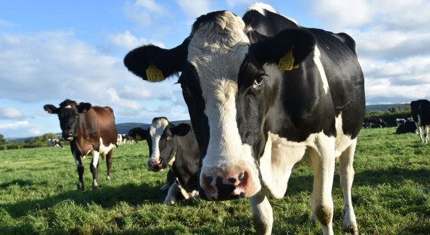 Dania: rząd chce promować dodatek paszowy dla bydła