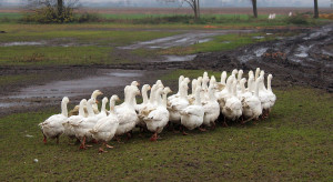Greater Poland: Bird flu in Ostrów County;  21,000 were gassed  ducks